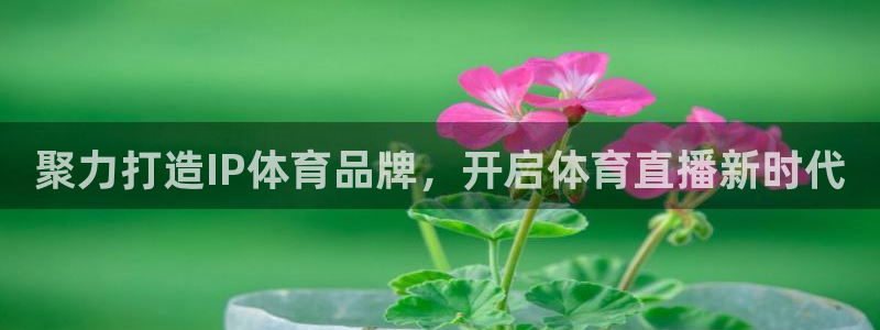 360体育在线直播软件：聚力打造IP体育品牌，开启体育直播新时代